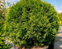 Хвойные растения: узнайте о них прежде чем купить