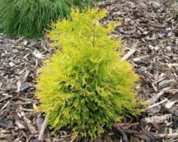 Хвойные растения: узнайте о них прежде чем купить